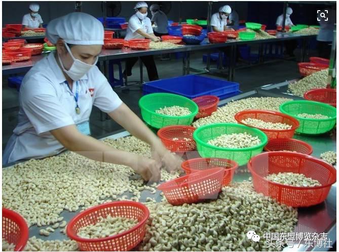 越南腰果能多吃吗,越南腰果对人体有什么益处