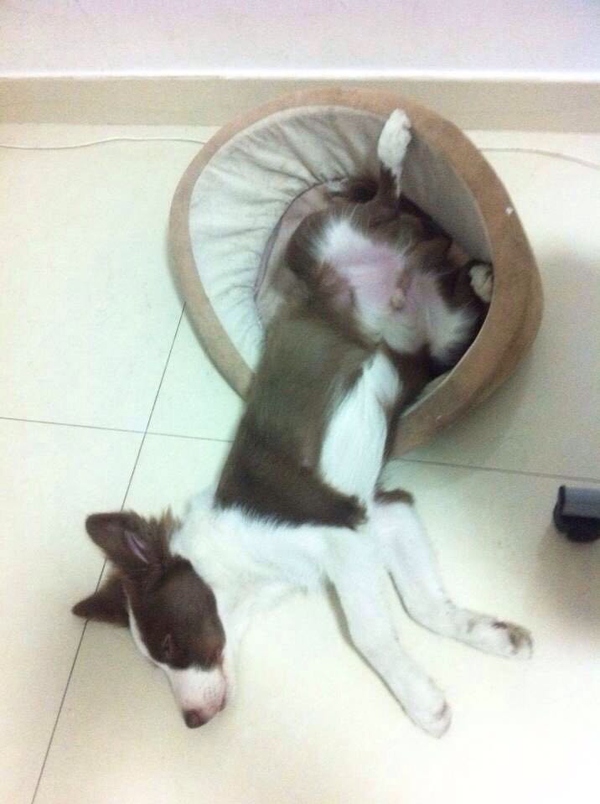 边牧这种狗到底有多聪明,边牧的智商真的有6-8岁那么高吗