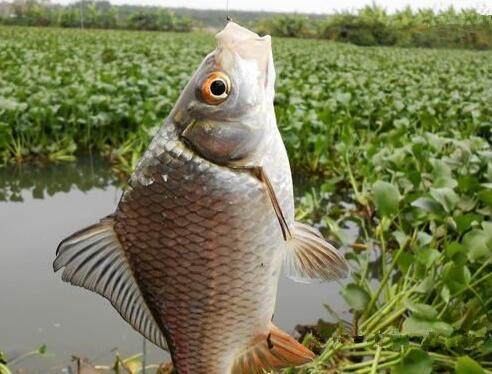野钓用什么鱼窝最好,野钓鱼怎么选位置最佳