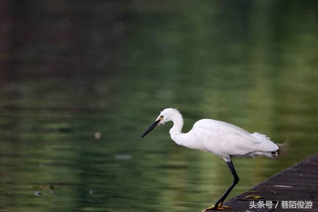 辛弃疾十大巅峰名篇及解析,宋词辛弃疾十大最美巅峰之作