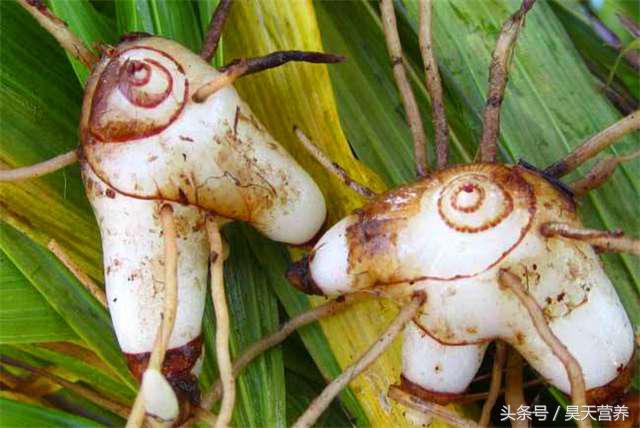 本草护肤养生,本草中药祛斑美白