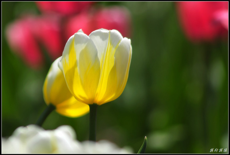 郁金香花卉摆放,郁金香花卉基地