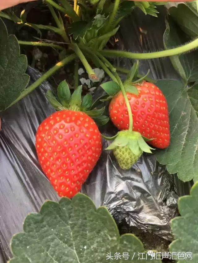 江门草莓采摘园在哪里,草莓采摘园人满为患