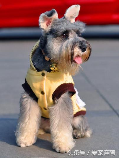 雪纳瑞体型测量,雪纳瑞体型参数