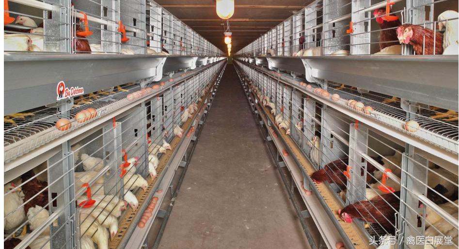 养鸡不产蛋怎么办,养鸡产蛋达不到的高峰