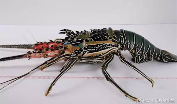 虾和龙虾的区别图解,看图识鱼类