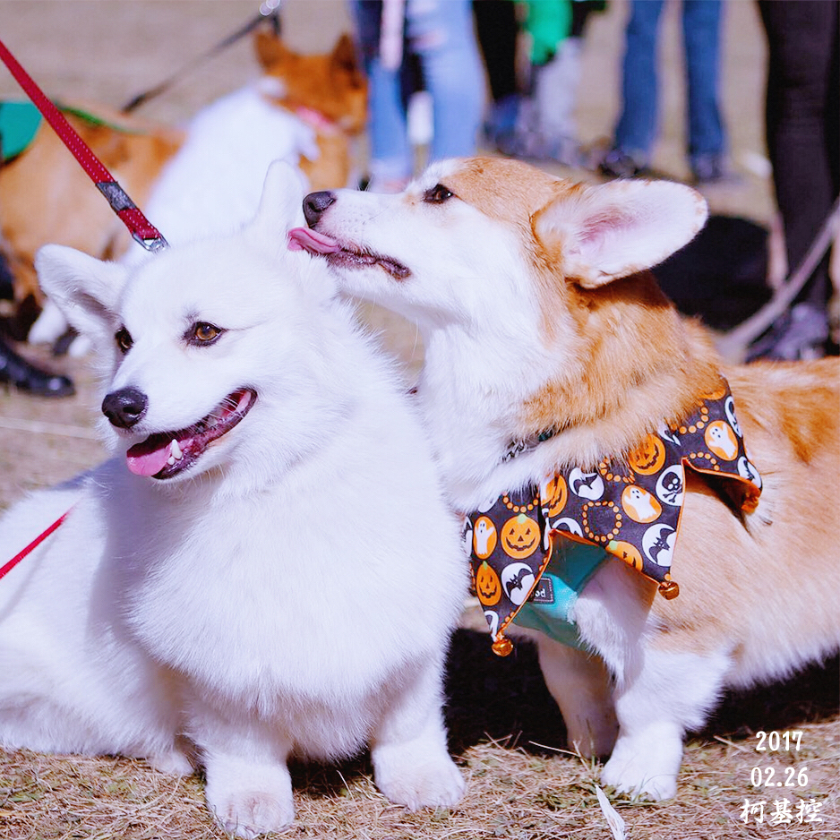 失格的柯基犬会怎么样,失格的柯基合适繁殖吗
