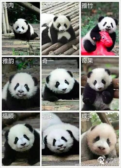 中国十大最火的外国网红,抖音百万网红姐弟抱大腿