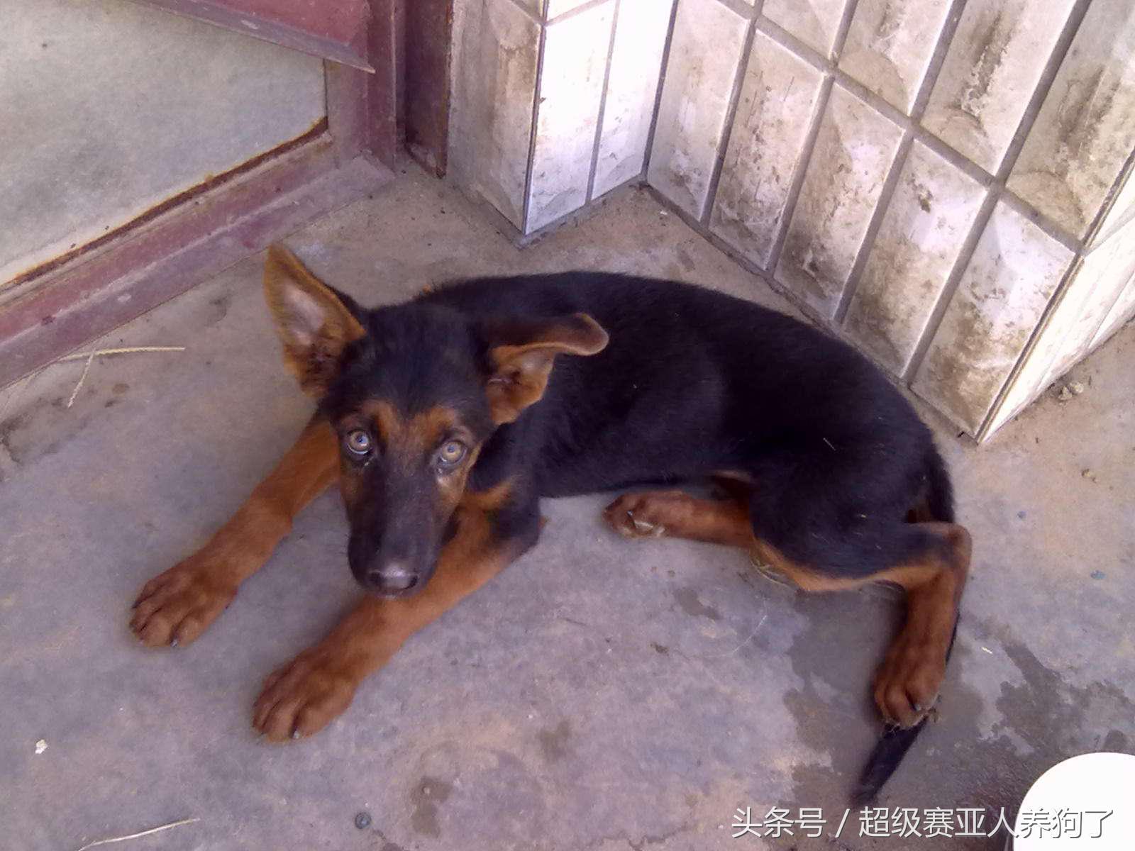 德牧串串的主要特征,那些让人匪夷所思的动物