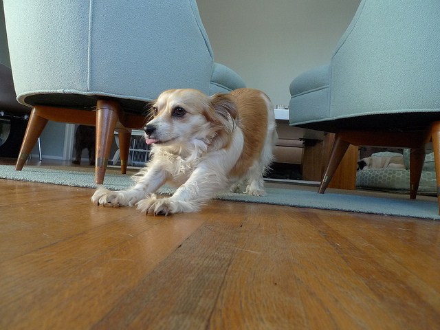 犬式瑜伽狗狗,狗狗瑜伽视频动作大全