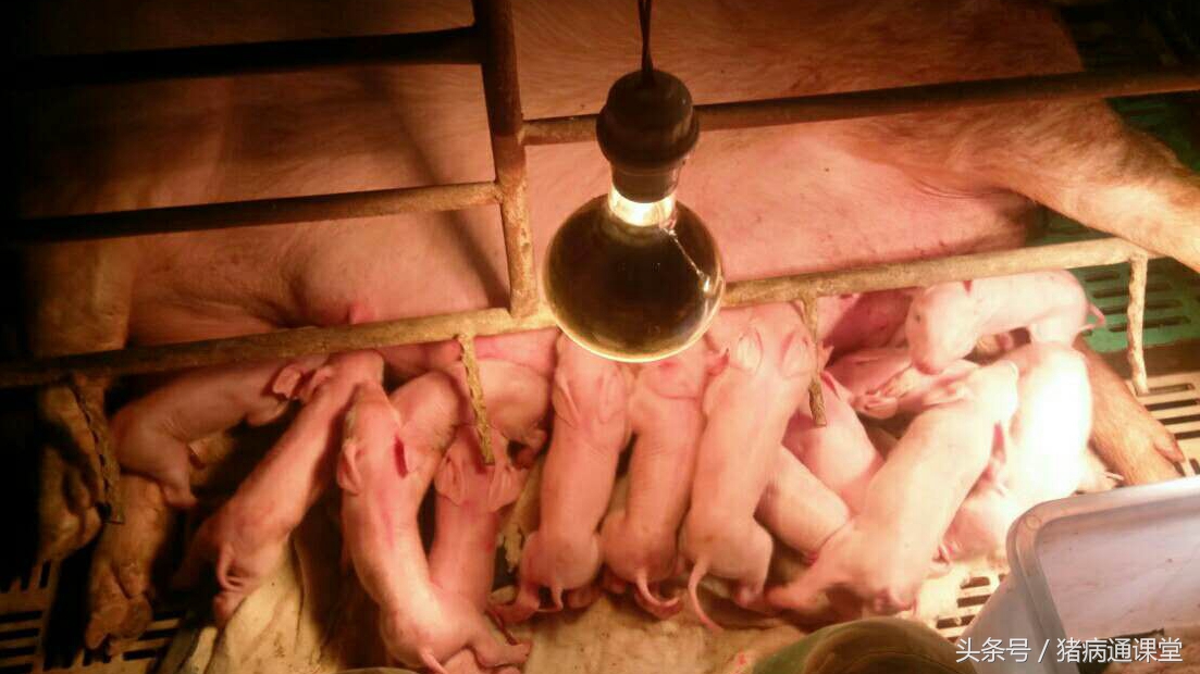 怎样给母猪冲洗子宫，冲洗液怎样配伍？