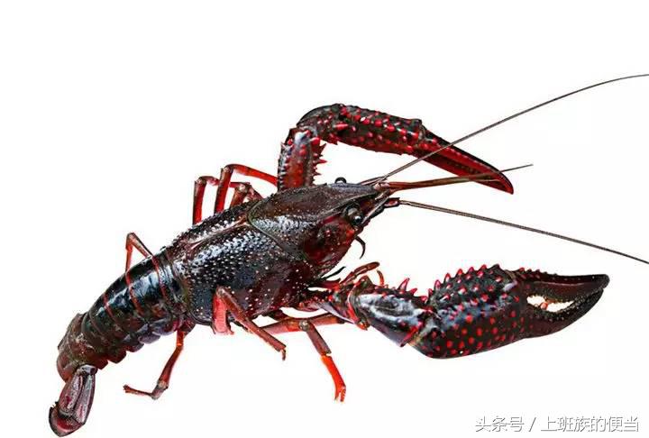 罗氏虾和明虾基围虾图片对比,如何分辨罗氏虾明虾