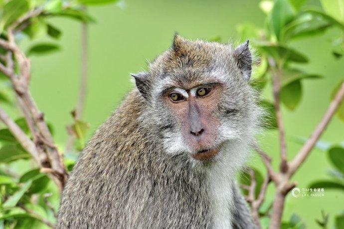 巴厘岛情人崖猴子,巴厘岛最美情人崖