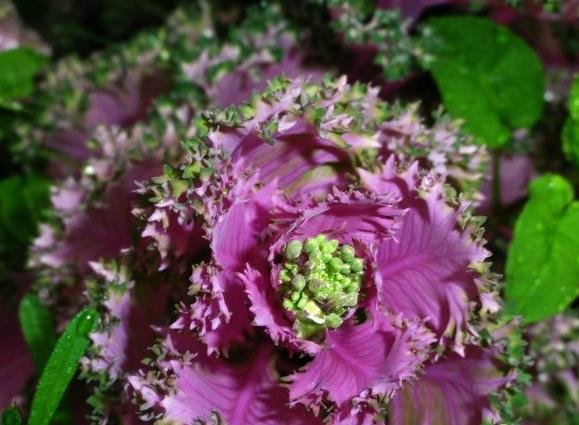 羽衣甘蓝花语图片大全,羽衣甘蓝的花语