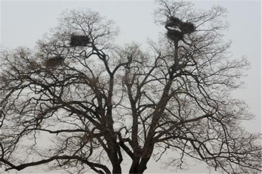 捣毁乌鸦窝有报复吗,淘气的报复后续