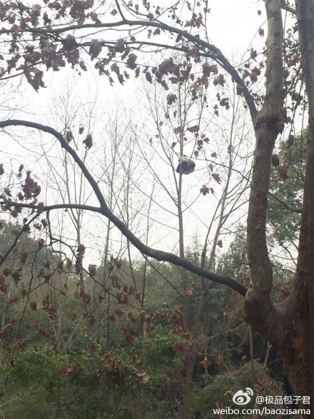 抱大腿暴富后续,抱大腿走上人生巅峰