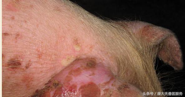 猪肾病皮炎治疗,猪肾病皮炎综合症状