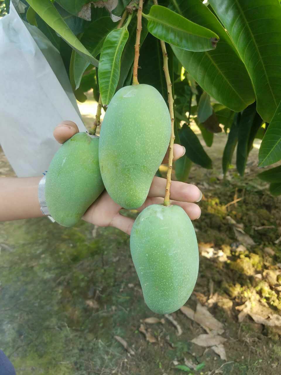 越南大青芒的最佳吃法,越南大青芒的味道