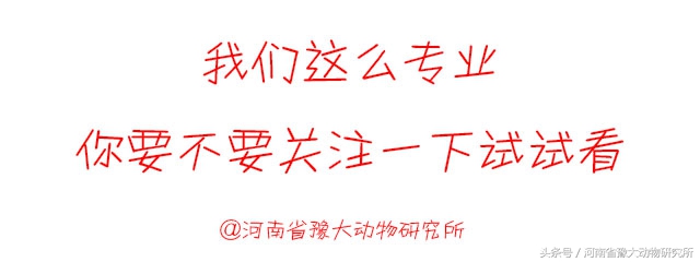 母猪得蓝耳厌食症,母猪厌食症