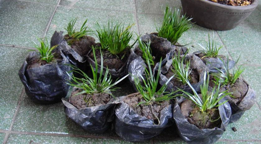 金钱菖蒲什么香味,从化金钱菖蒲