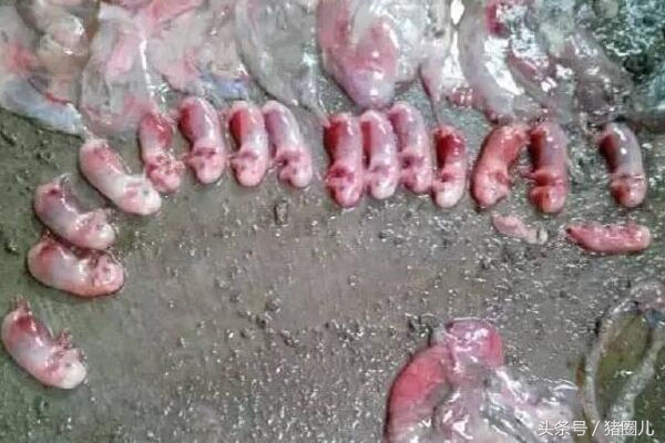 母猪返情天数判断,母猪返情是什么原因