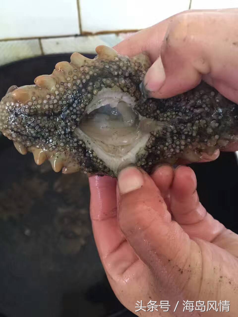 野生海参跟养殖海参有什么区别,野生海参和养殖海参营养区别大吗
