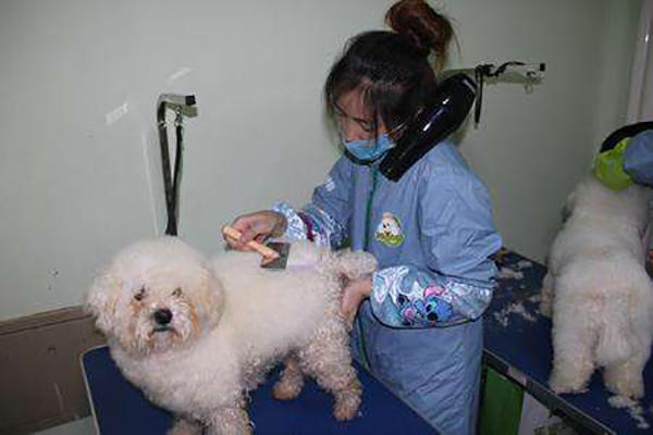 贵宾犬怎么饲养,贵宾犬如何饲养好