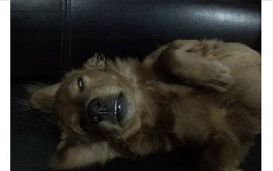 从狗狗的奇葩睡姿中判断安眠程度，你家的汪有没有中枪呢？