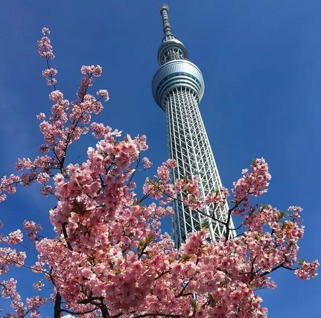 不去看樱花去看海,不去看樱花看西府海棠