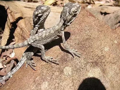 黑色鬃毛的狮子厉害吗,黑色鬃狮蜥