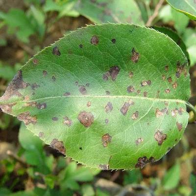 梨褐斑病和梨锈病的经验防治方法