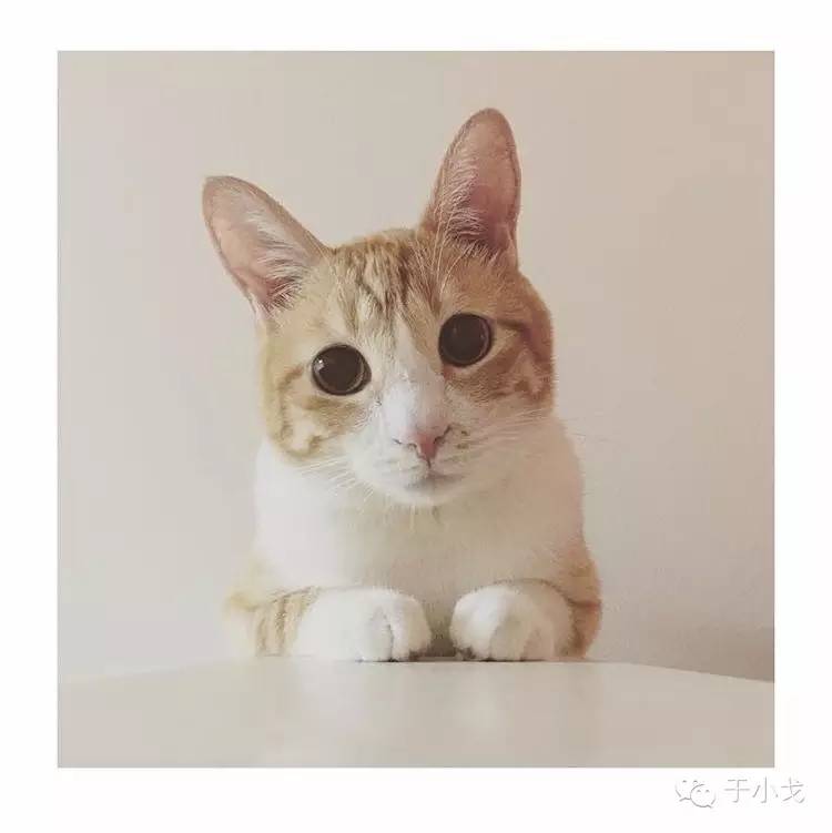 过年什么礼物给父母,过年礼物哪些比较好看