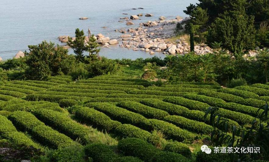最好的崂山绿茶介绍,正宗崂山绿茶价格