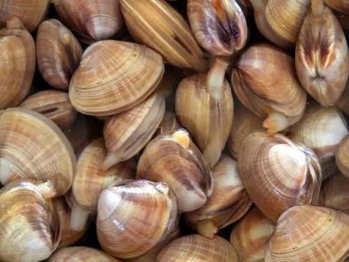 威海的海鲜什么时候是旺季,威海应季海鲜