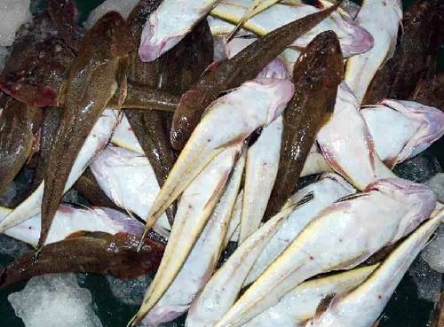 威海一月份当季海鲜,威海冬天海鲜种类