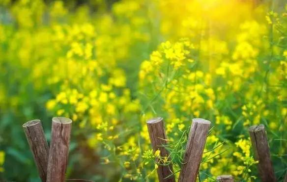 元曲春天,宋词里的春天意境深远