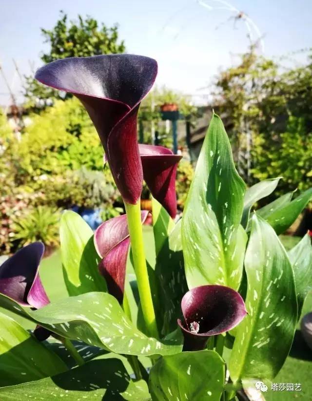 彩色马蹄莲的形态特征和养殖,白色马蹄莲和彩色马蹄莲一样吗