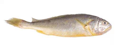 威海一月份当季海鲜,威海冬天海鲜种类