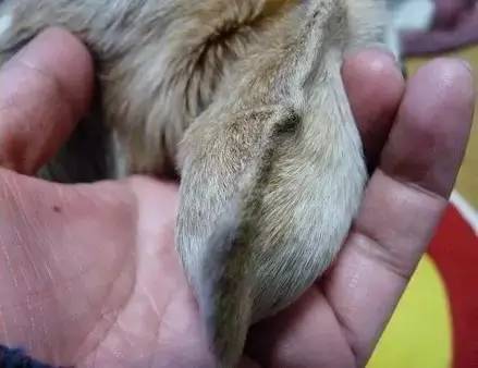 D98-家有垂耳狗的，小心耳血肿