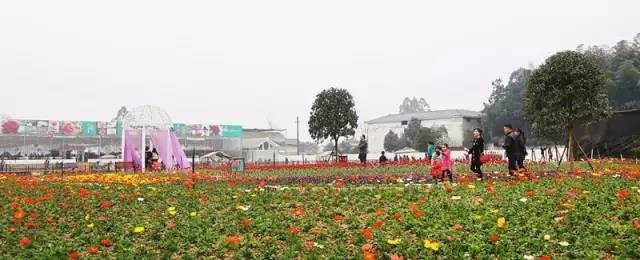 怡园花田官网,怡园花田特惠票