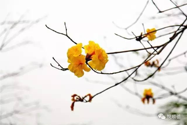 佛山哪里可以看黄花风铃木,佛山三水黄花风铃木最新视频