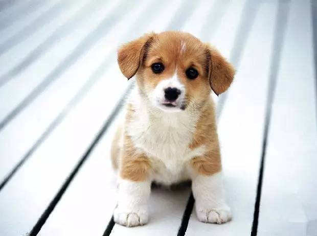 藏獒怎么训练成警犬,宠物小知识狗狗篇之妙招分享