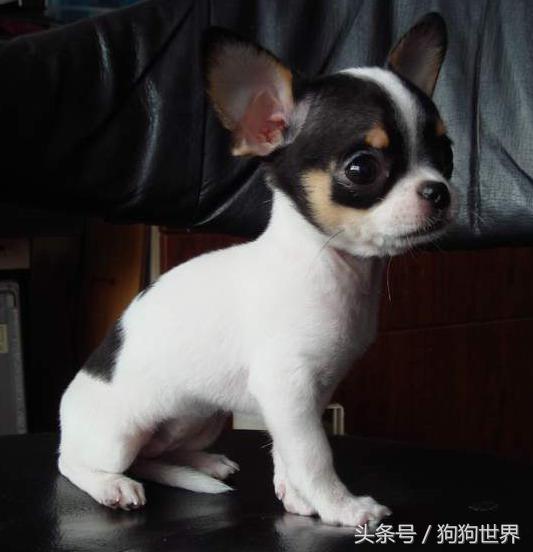 可爱呆萌狗狗资料,狗狗15种寄生虫病详细资料图