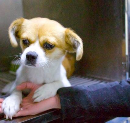 流浪动物救助志愿者全集,遇见流浪动物时怎么做最合适