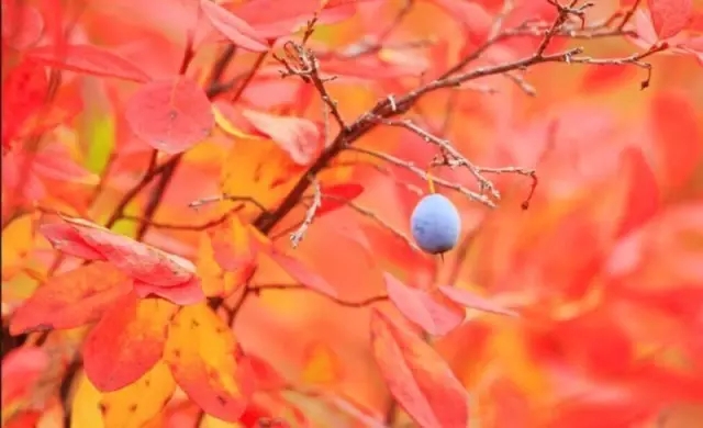 大自然的恩赐野生黑枸杞,大自然的恩赐野果