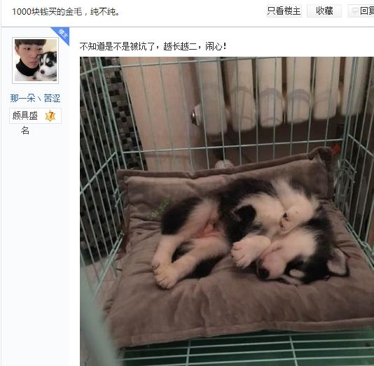 金毛呼吸急促,这是金毛么