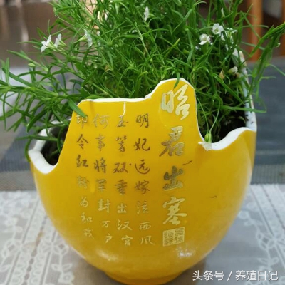 用酒瓶子做花盆图片大全,自制酒瓶花盆图片大全