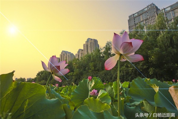 许昌市大美莲城,许昌大美莲城图片