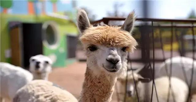 厉害了我的廊坊！这个有着美丽风景和高颜值的城市，变身“网红”