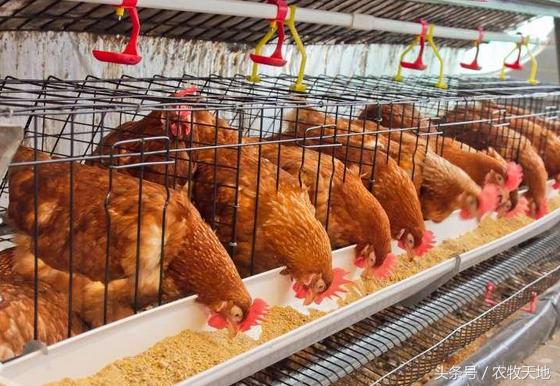 养鸡问答大全,养鸡问题精解版